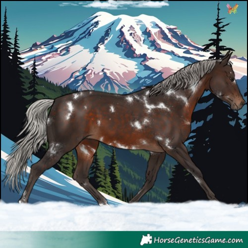 Horse Color:White Spotted Silver Brown 