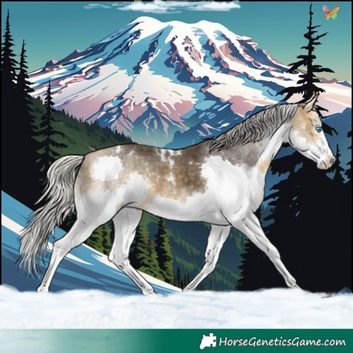 Horse Color:White Spotted Silver Buckskin Splash Tobiano 