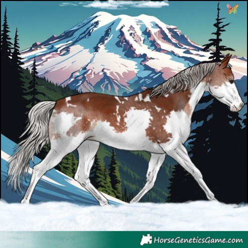Horse Color:White Spotted Silver Brown Splash Tobiano 