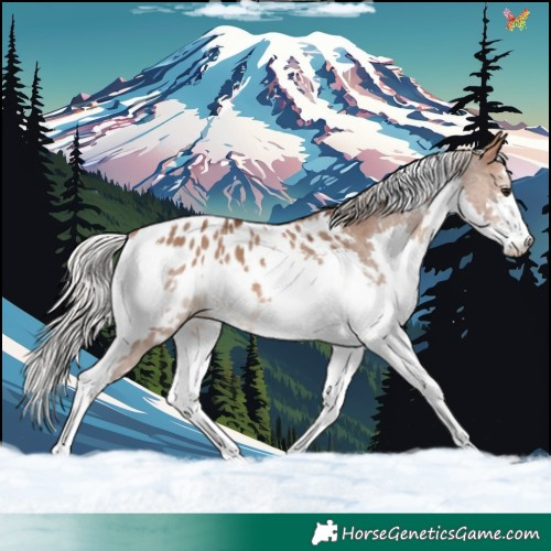 Horse Color:White Spotted Silver Brown Dun Splash Tobiano Appaloosa