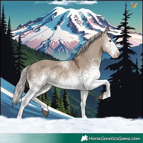 Horse Color:White Spotted Silver Grullo 