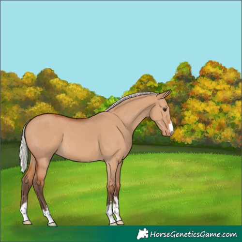 Horse Color:Unknown 