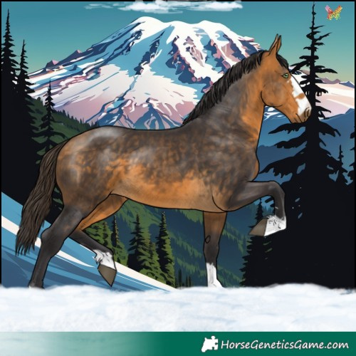 Horse Color:Buckskin 