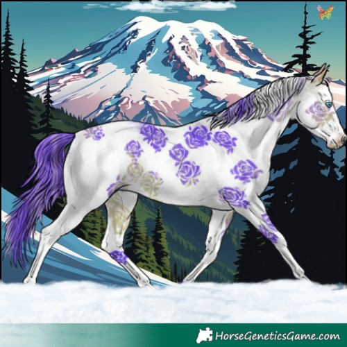Horse Color:Watercolor White Spotted Buckskin Splash Tobiano 