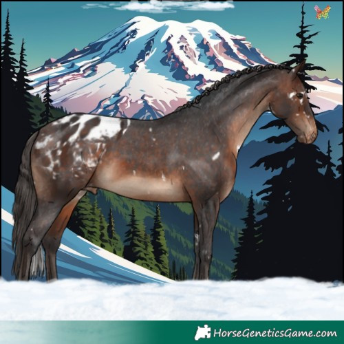 Horse Color:White Spotted Brown Appaloosa 