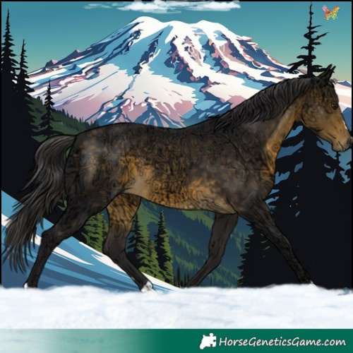 Horse Color:Buckskin Ice