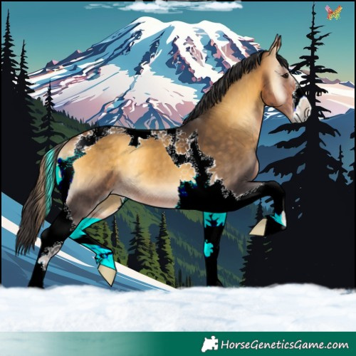 Horse Color:Buckskin Onyx Tobiano 