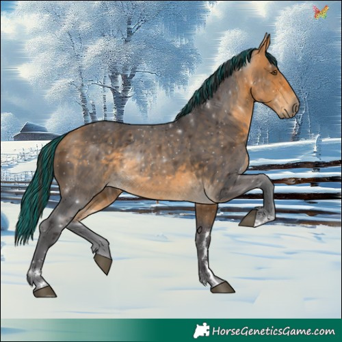 Horse Color:Painted Buckskin 