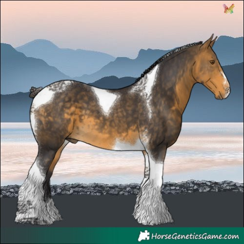 Horse Color:Buckskin Tobiano 