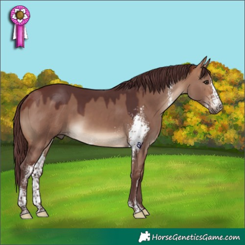 Horse Color:Chocolate Bay Dun Sabino Rabicano 