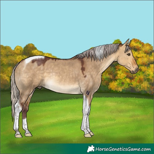 Horse Color:Chocolate Silver Buckskin Dun Tobiano Rabicano