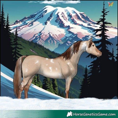 Horse Color:White Spotted Red Dun Rabicano 