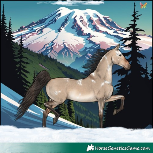 Horse Color:White Spotted Bay Dun Rabicano 