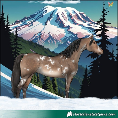 Horse Color:White Spotted Bay Dun Rabicano 