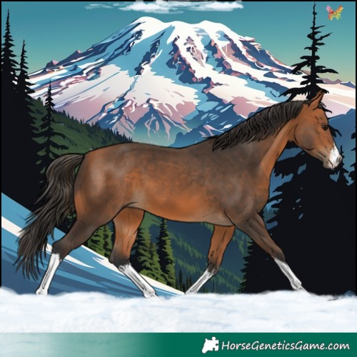 Horse Color:White Spotted Bay 