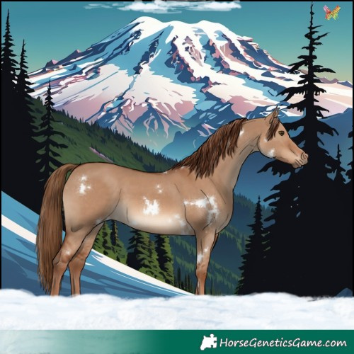 Horse Color:White Spotted Red Dun Rabicano 