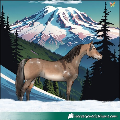 Horse Color:White Spotted Bay Dun Rabicano