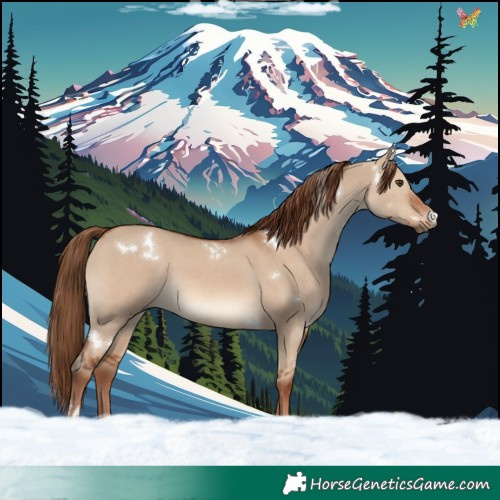 Horse Color:White Spotted Red Dun Rabicano 