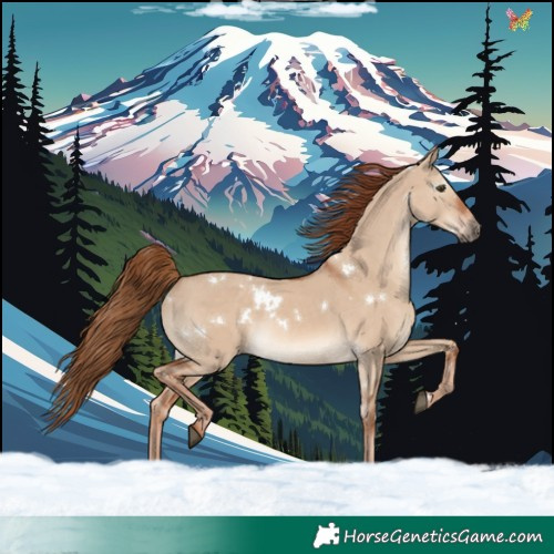 Horse Color:White Spotted Red Dun Rabicano 