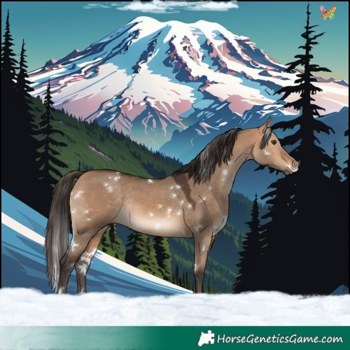 Horse Color:White Spotted Bay Dun Rabicano