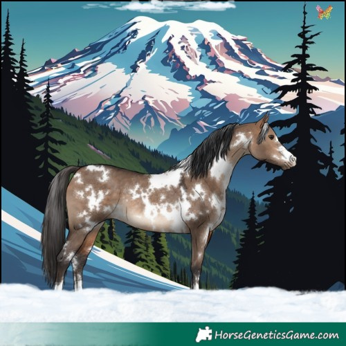 Horse Color:White Spotted Bay Dun Rabicano
