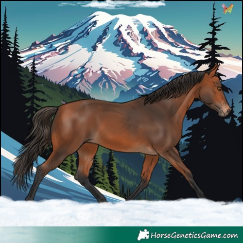 Horse Color:White Spotted Bay