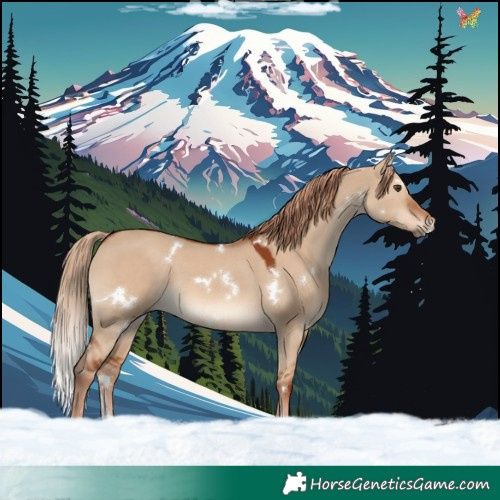 Horse Color:White Spotted Red Dun Rabicano 