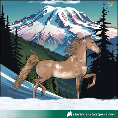 Horse Color:White Spotted Red Dun Rabicano 