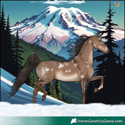 Horse Color:White Spotted Liver Red Dun Rabicano 