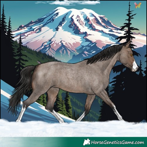 Horse Color:White Spotted Brown Roan Dun