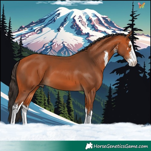 Horse Color:White Spotted Bay 