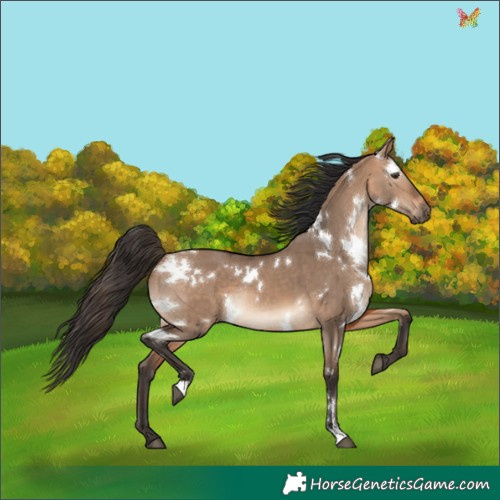 Horse Color:White Spotted Bay Dun Rabicano 