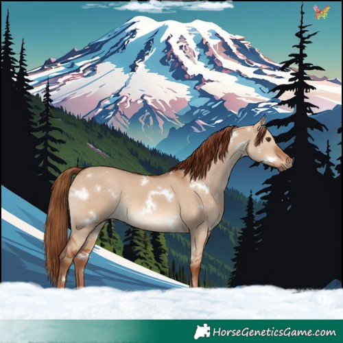 Horse Color:White Spotted Red Dun Rabicano 