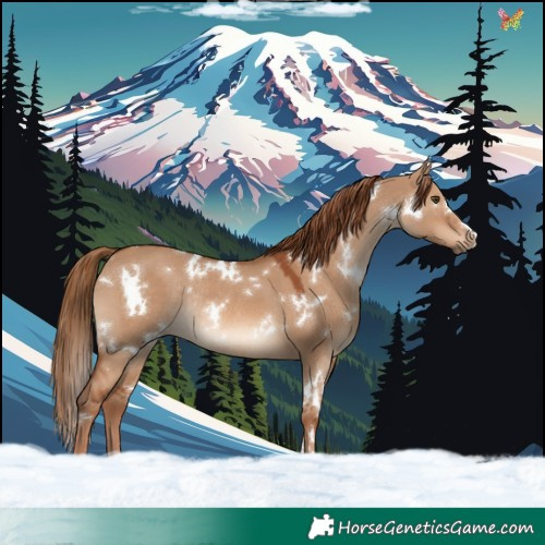 Horse Color:White Spotted Red Dun Rabicano