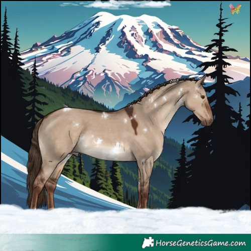 Horse Color:White Spotted Liver Red Dun Rabicano 