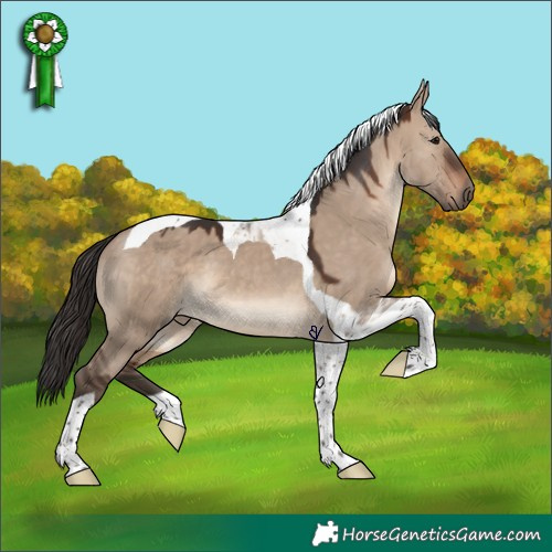 Horse Color:Brown Dun Tobiano 