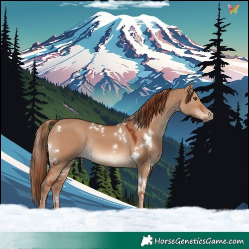Horse Color:White Spotted Red Dun Rabicano
