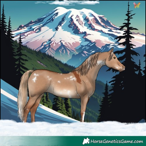 Horse Color:White Spotted Red Dun Rabicano 