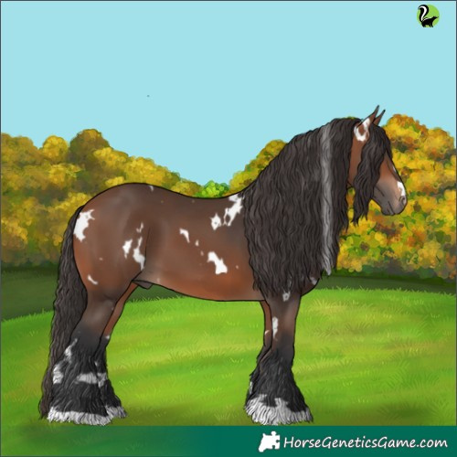 Horse Color:White Spotted Bay 