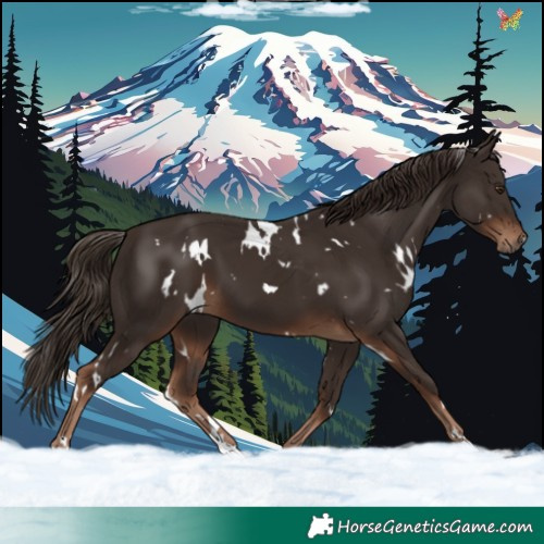 Horse Color:White Spotted Liver Chestnut 