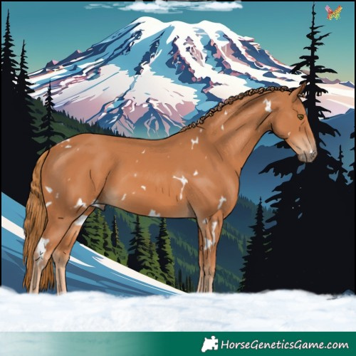 Horse Color:White Spotted Chestnut 