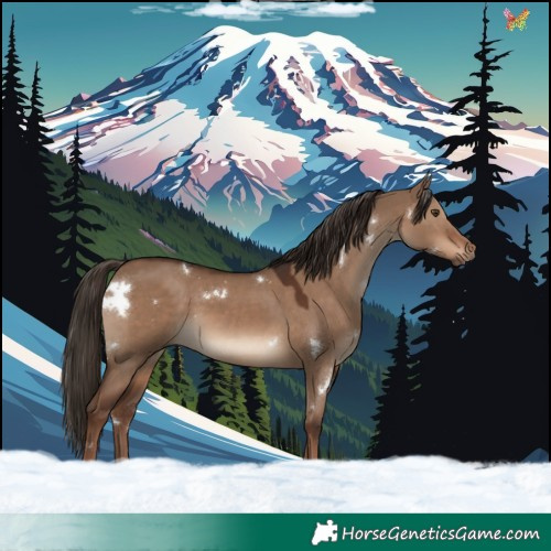 Horse Color:White Spotted Liver Red Dun 
