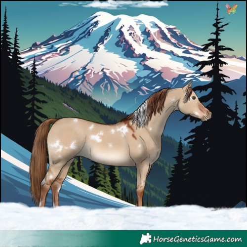 Horse Color:White Spotted Red Dun Rabicano 