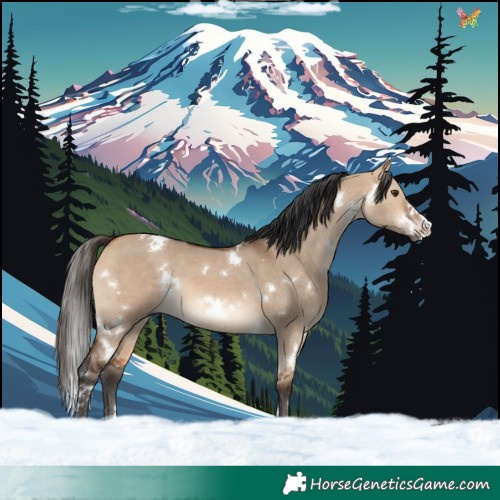 Horse Color:White Spotted Bay Dun 