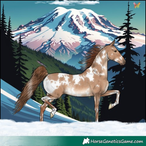 Horse Color:White Spotted Red Dun Rabicano 