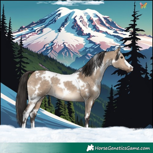 Horse Color:White Spotted Bay Dun 