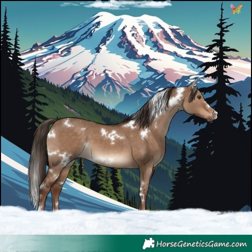 Horse Color:White Spotted Liver Red Dun 