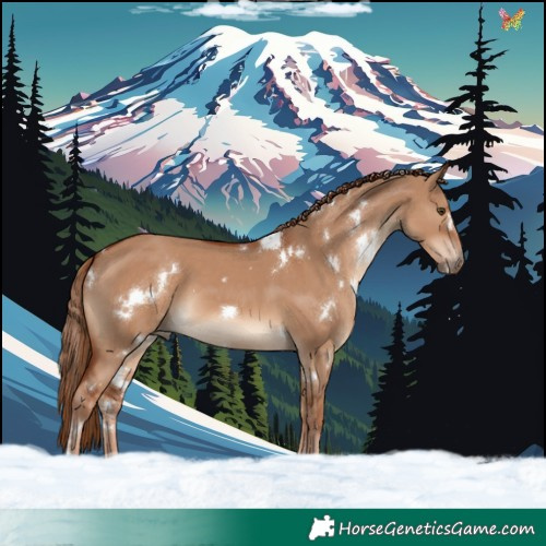 Horse Color:White Spotted Red Dun 