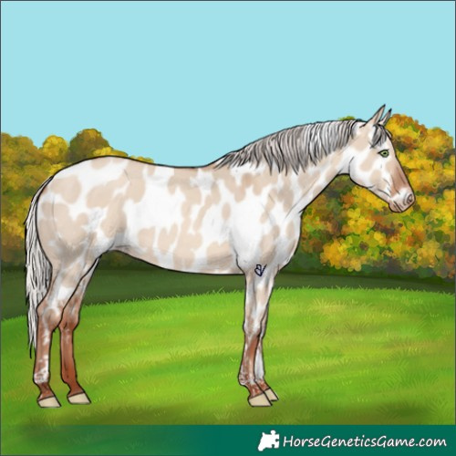 Horse Color:Silver Sable Champagne Dun Tobiano Appaloosa Rabicano 