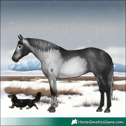 Horse Color:Gray Brown Tobiano Rabicano